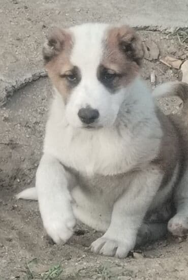 собаку объявление продам: Гурдбасар, 2 месяца, Самец, С прививками, Самовывоз — 2