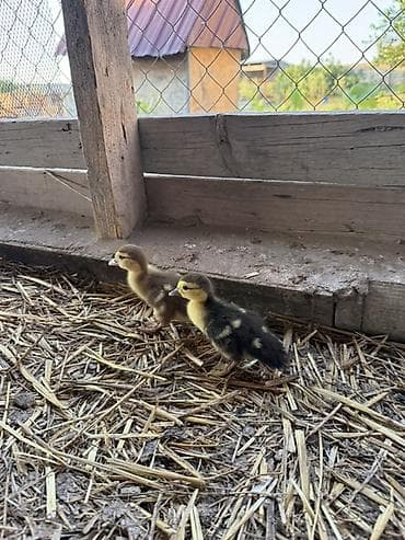 cuce yemi: Muskovi ördək balaları (indo ducklings) - Cins: muskovi (ördəyi) — 6