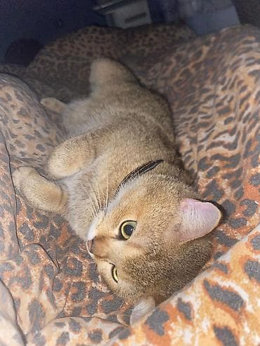 erkək pişik: : 1 yaş 2 aylığ erkəy gold şinşila cütləşdirməyə uyqundu tam saqlamdı — 2
