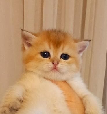 heleb keçisi: Britan, Erkək, Yaxşı əllərə, Ünvandan götürmə — 1