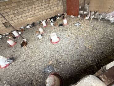 liqorin toyuqlar: Toyuq, Damazlıq — 1