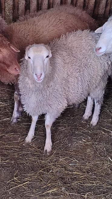 Mal-qara: Erkek quzu Satılır Kürdəxanıdadi sağlam problemsiz heyvandi. Qurbana — 5