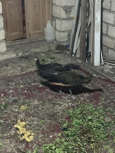 Quşlar: Məhsul: Tavus quşları (pəvərlər) Təsvir: 11 aylıqdırlar qatışıqsız — 3