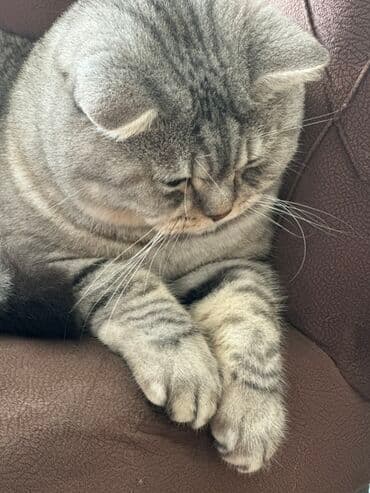 siam pişiyi qiyməti: British Shorthair pişiyi – gümüşi-boz zolaqlı (silver tabby) rəng, iri — 2