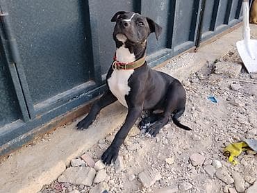 Pitbul, 4 ay, Ünvandan götürmə lalafo.az -da Pitbul, 4 ay, Ünvandan götürmə