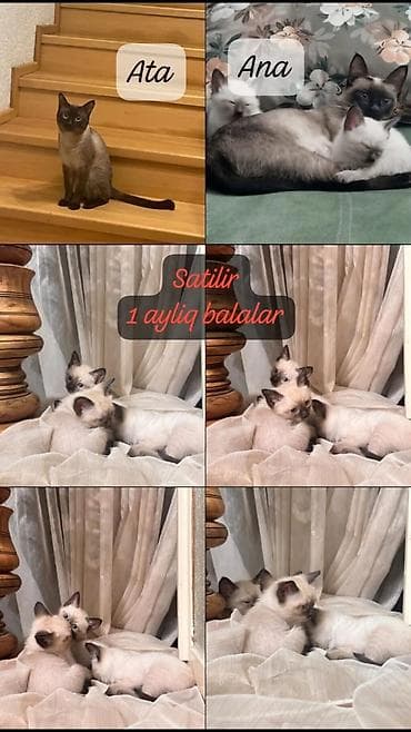 siam pisiyi haqqinda: Siam — 1