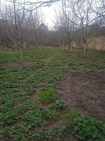 ev alqi satqisi ve kirayesi: 8 sot, Kənd təsərrüfatı — 1