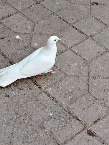 Dəniz mehsulu — 3