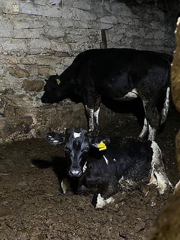 cuce satisi 2019: 1 dişi 1 erkək — 1