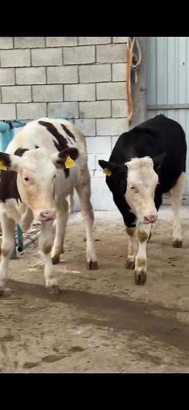 ordək balası və cucə: Satlıq heyvan – simmental tipli dana/buzağılar - Qara-ağ və — 3