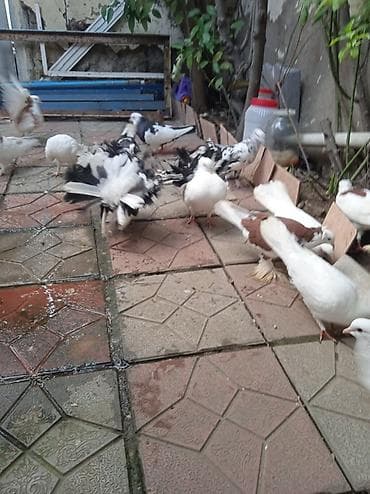 goyercinler satisi: Salam pavlin satılır üç ədədirucu birlikdə 50manat — 8