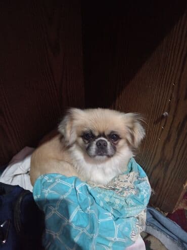 котята в баку бесплатно 2020: Пекинес, Самка, С прививками — 2