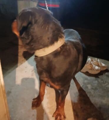 İtlər: Rotveyler — 1