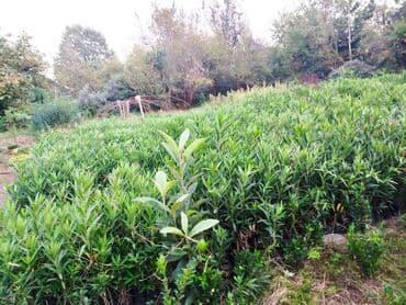 tut aragi satilir: Dekorativ agaclar — 3