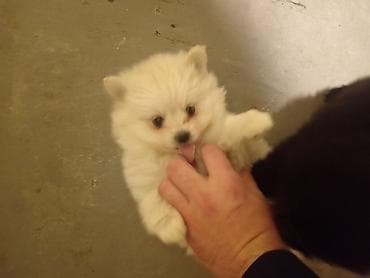 şpitiz: Şpitz, Dişi — 3