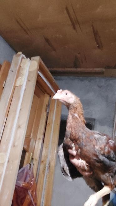 quş yarım tip: Toyuq cücələri, Damazlıq, Ödənişli çatdırılma — 2