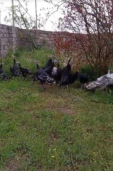 Hinduşka sürüsü satılır. - Növ: Ev şəraitində bəslənən hinduşkalar