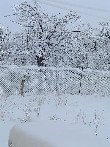 meşə torpağı: Tikinti — 2