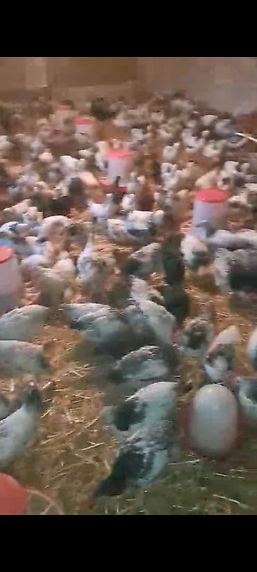 toyuq cüce: 1 Kq 200 Əti var Siribriz Cücələrdi qiymət 6 azn ətrafli məlumat üçün — 4