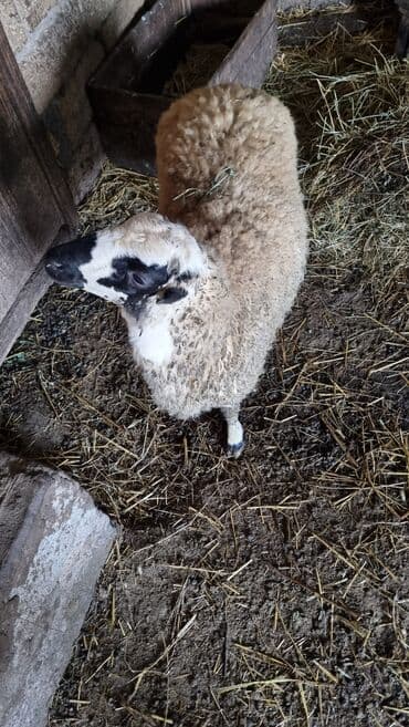 Qoyun. Toğlu Bu toğlu Dizi gözü qara sağlam damazliqa yararli sakit ev — 6