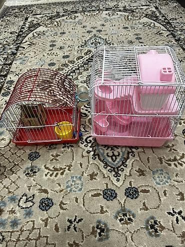 Yataqlar: 1 ədəd ana hamster 3 ədəd bala hamster 2 kletka biri böyük biri — 7