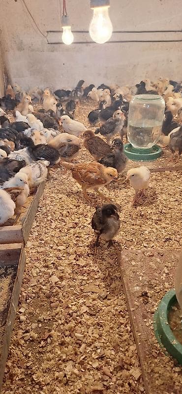 kənd cuceleri: Toyuq cücələri, Damazlıq, Ödənişli çatdırılma — 4