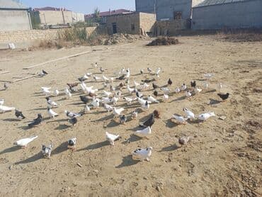 pavlin goyərcin: Məhsul: Göyərçin sürüsü Təsvir: - Şəkillərdə müxtəlif rəng və — 6