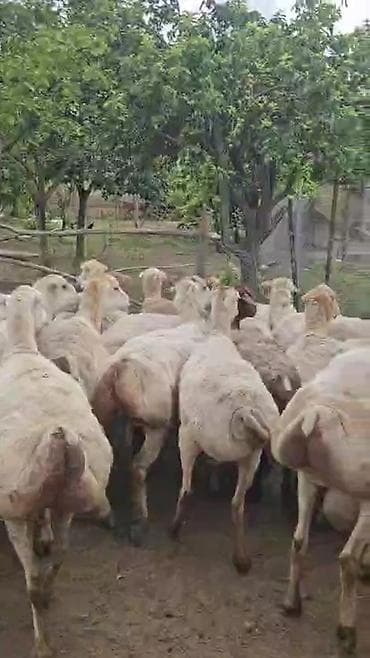 qoyun satşı: Dişi, il: 1, Pulsuz çatdırılma — 9