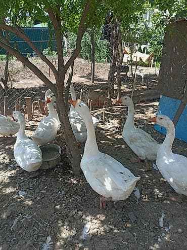 inek yemi: Dişi, Damazlıq, Pulsuz çatdırılma — 1