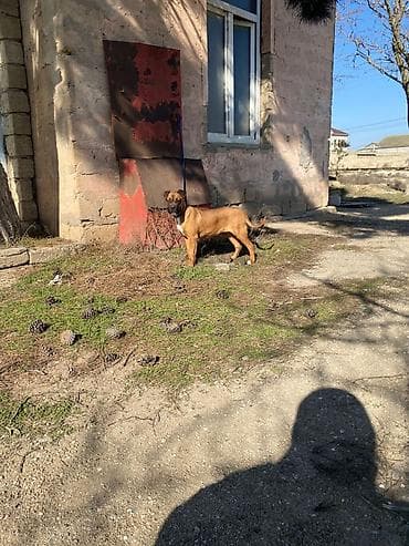 alman afçarka iti: Bokser, 4 ay, Dişi, Ödənişli çatdırılma — 2