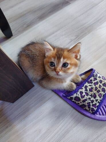 pi̇şi̇k: Qızıl şinşilla, Dişi, Ünvandan götürmə — 2