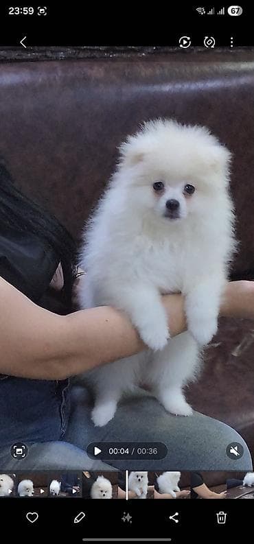Məhsul: Pomeranian Spitz balası - Rəng: qar kimi ağ - Xəz: sıx