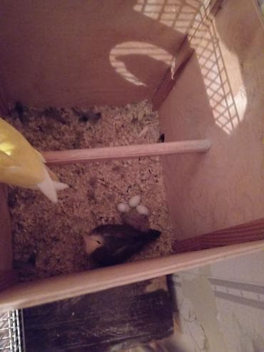 Собаки: 1cüt Nerazluçnik, 1balası,qəfəs yuva qarışıq satılır — 3