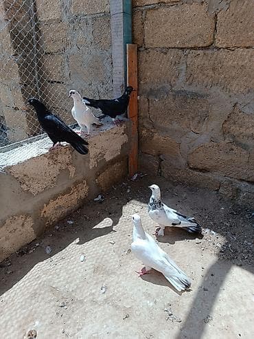 star quşu: Quşlar hamısı bir yerdə satılır cavan uçan quş balalarıdı içində hər — 2