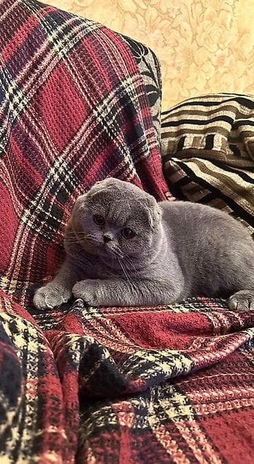 Pişiklər: Şotland — 3