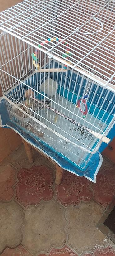dekorativ quş: Nymph parakit (Cockatiel) – sarı gri ləkəli rəng, yanaqlarda portağal — 4