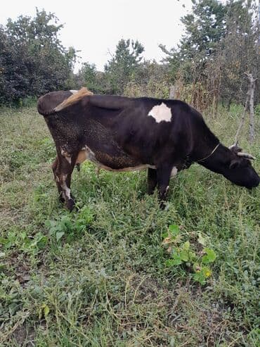 inək satılır: Bu ineyin satilma məqsədi isimle baglidi. Ineyin balaya durmasi — 2