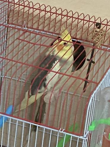 KIM TECILI DANISAN QUS SATIRSA NORMAL QIYMETE ALIRAM YAZSIN UYGUN OLSA — 1