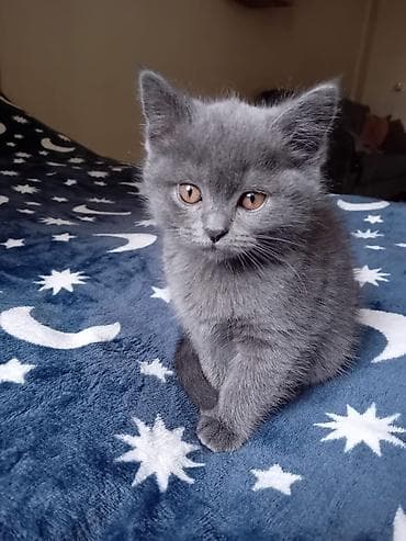 pişim: Britan — 3