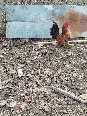 Dovşanlar: Damazlıq xoruz satışda.Maraqlanan əlaqə saxlasın.0518516171 — 1