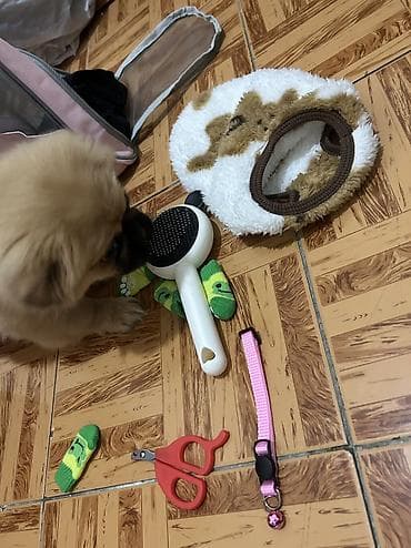 it elanları: Pekines, 4 ay, Dişi, Peyvəndli, Ünvandan götürmə, Ödənişli çatdırılma — 3