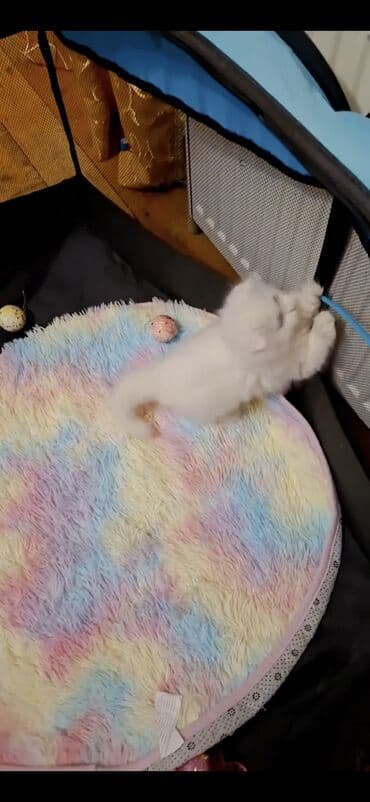 erkək pişik: Şinşilla, Erkək — 5