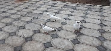 qırğı quşu: Üç ağ göyərçin. Quşların rəngi əsasən ağdır, ikisinin quyruğunda və — 1