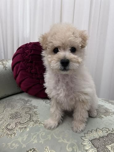 cats az: Pudel, 2 ay, Erkek — 3