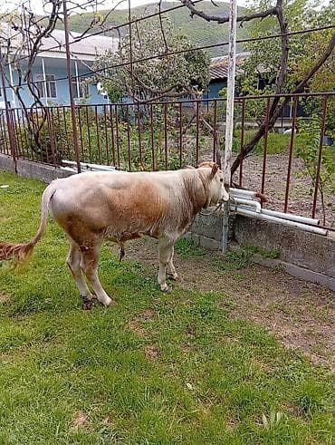 7 aylıq erkək dana satıram 90 nan kox əti var sağlam yiyimgil maldı