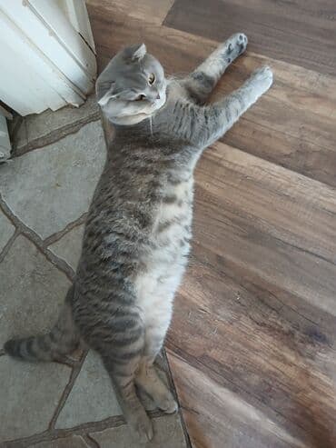 pişik cütleşdirmek: Şotland yastı qulaq, Erkək, Cütləşmə üçün — 4