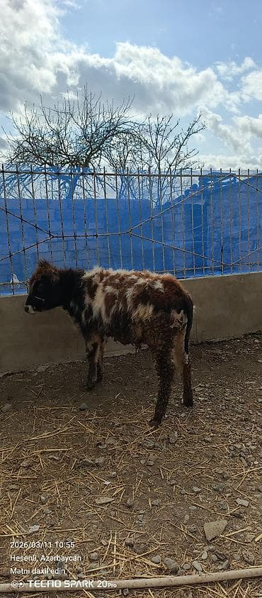 Heyvanlar üçün mallar: Tam sağlam öz qapımın heyvanıdı — 3