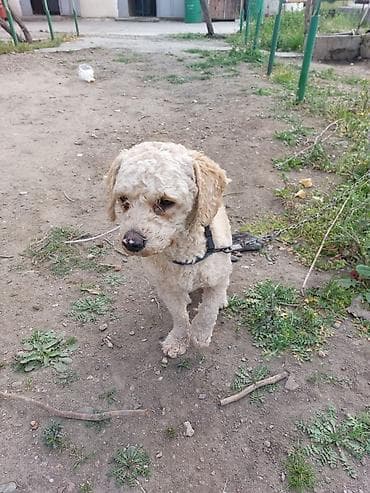 tula it: Yaxşı əllərə — 8