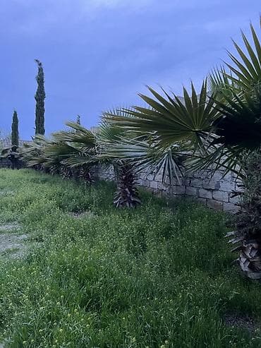 palma ağacları: Dekorativ fan xurması (Washingtonia robusta tipli) – bağ və həyətlər — 3