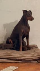 doberman satış: Doberman, 1 ay, Rayonlara çatdırılma — 8